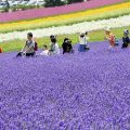 Cánh đồng hoa Lavender Furano